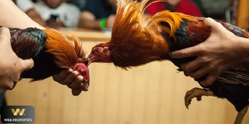 Chọn hùng kê để tăng cơ hội thắng